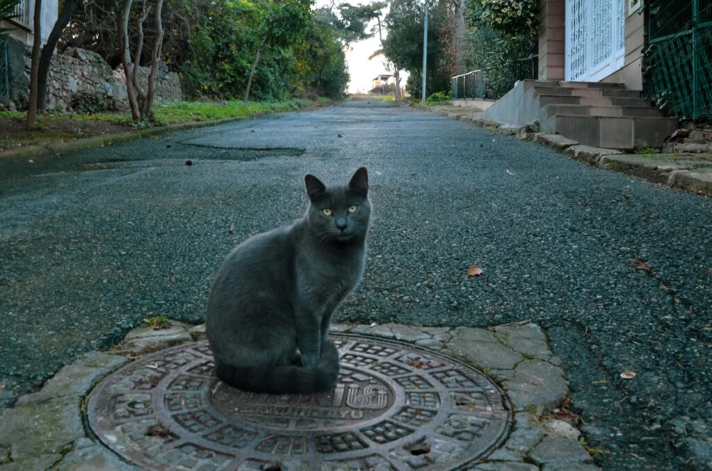 A gray cat sitting on a manhole cover on a quiet street in Istanbul, Türkiye.