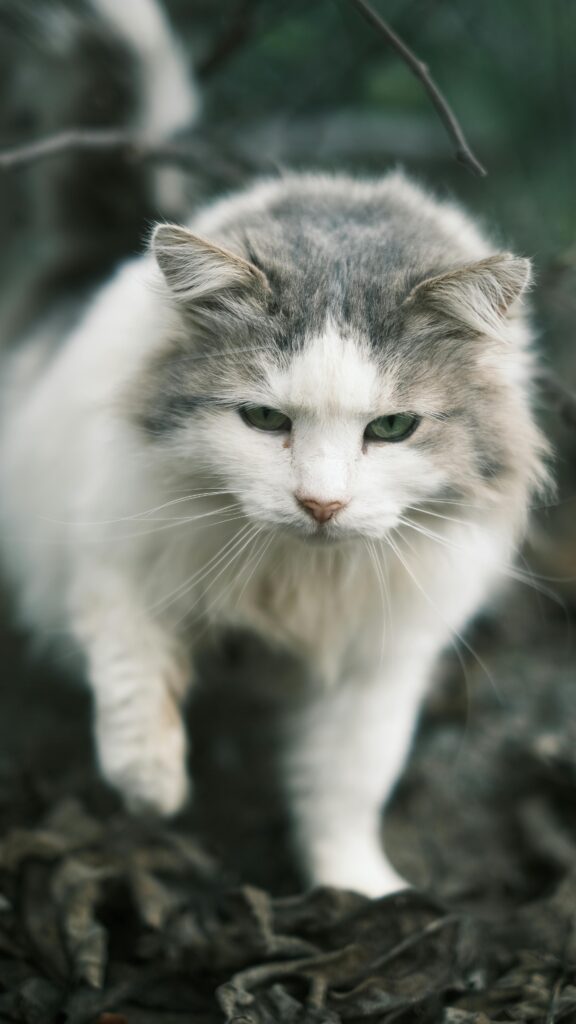 A majestic Norwegian Forest Cat with soft fur walking on natural ground.